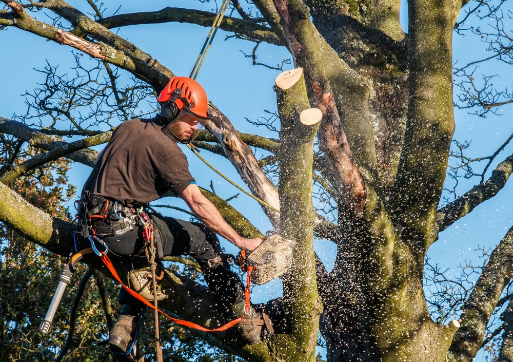How to start a tree surgery business