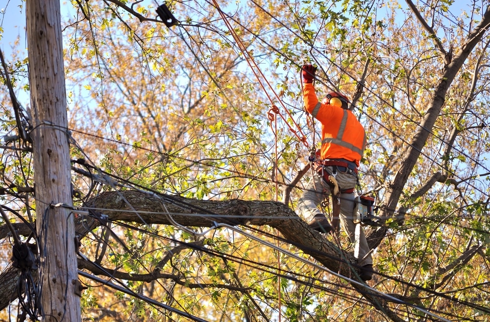 Tree surgeon legal issues